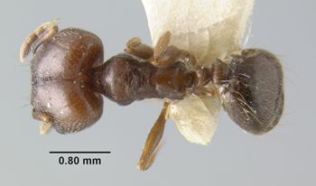 Media type: image;   Entomology 20687 Aspect: habitus dorsal view